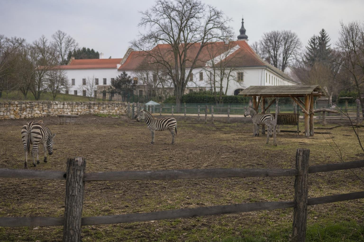 A közmédiában is szóba kerültek a hatvanpusztai zebrák